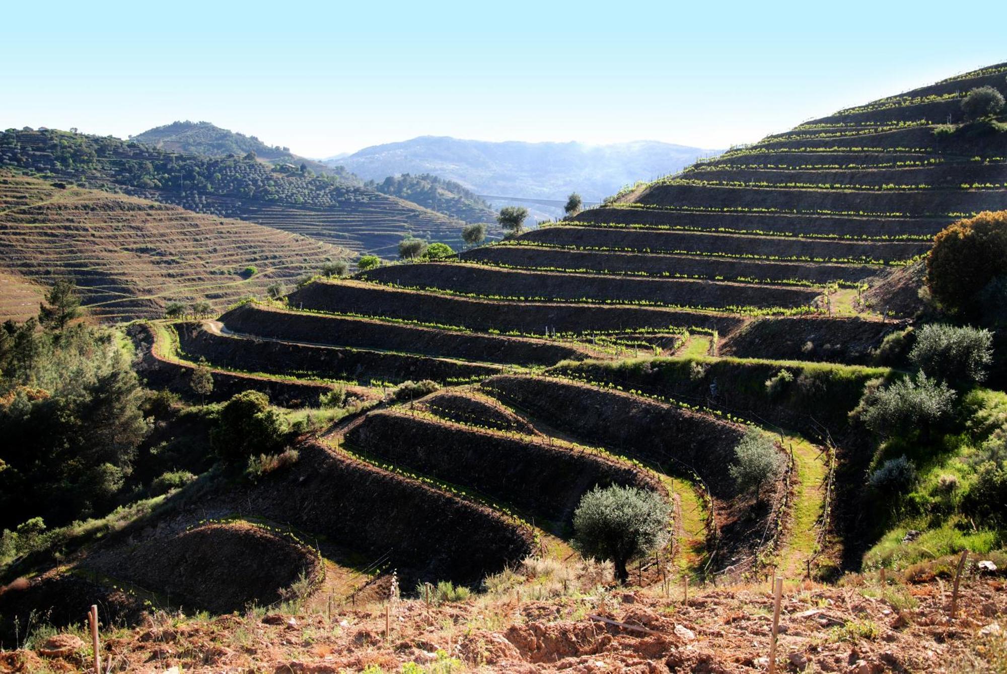 Willa Casa Oliveiras Do Douro Sobreira Zewnętrze zdjęcie