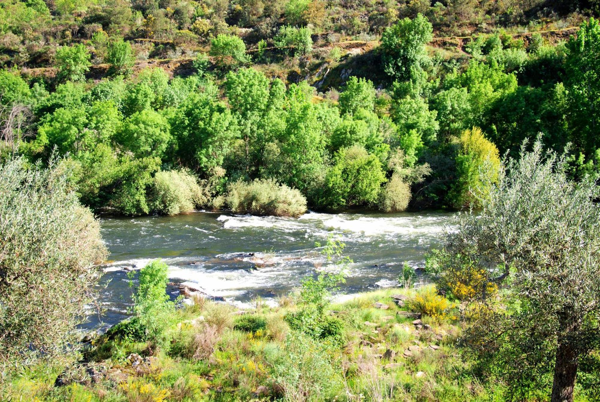 Willa Casa Oliveiras Do Douro Sobreira Zewnętrze zdjęcie